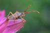Gonocerus acuteangulatus